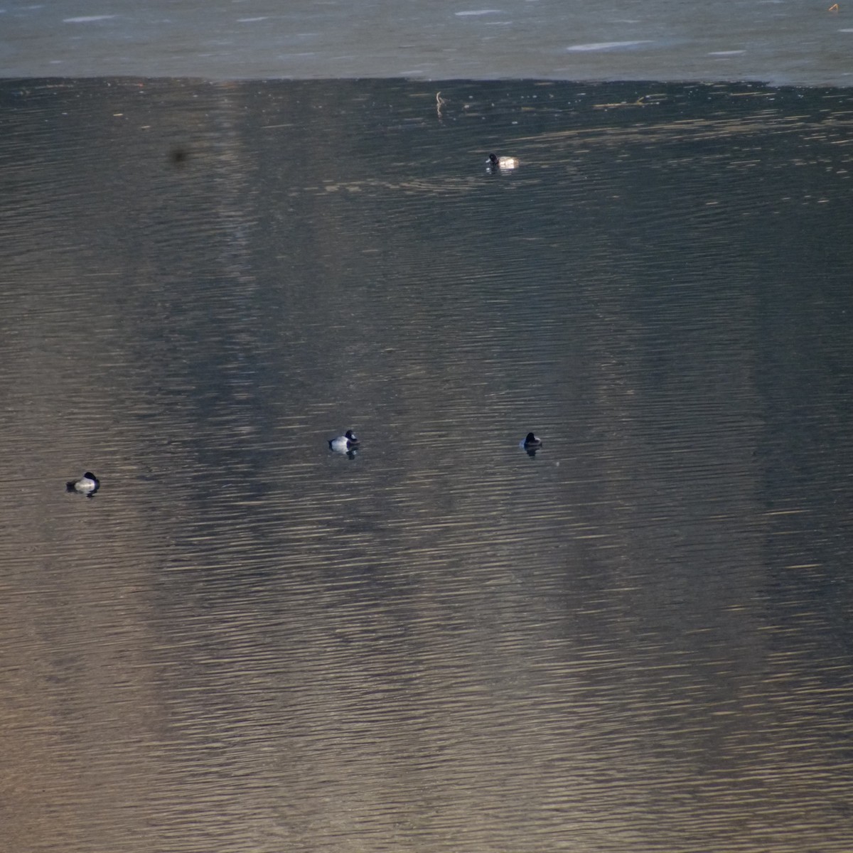 Greater Scaup - ML612507379