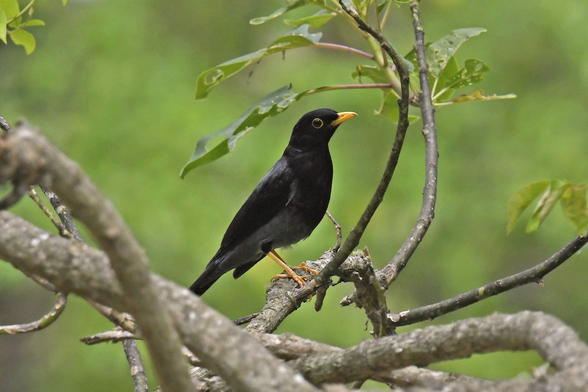 Yellow-legged Thrush - ML612507388