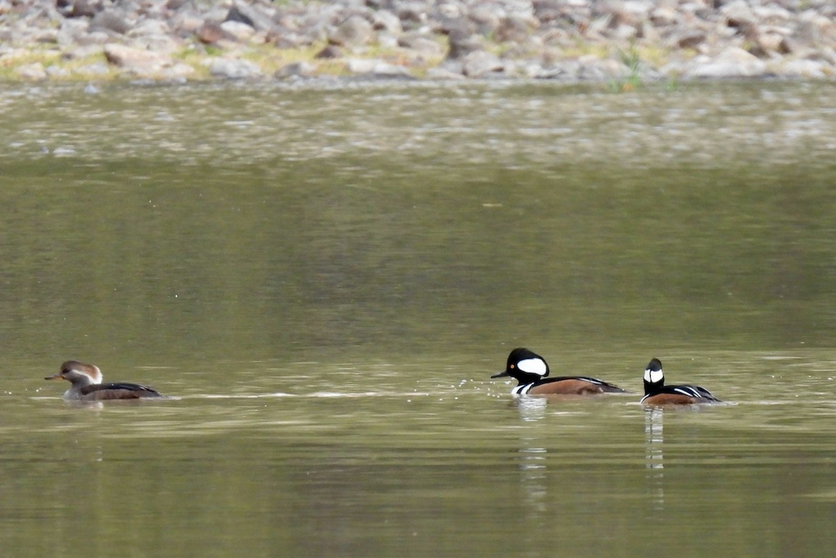 Hooded Merganser - ML612507419