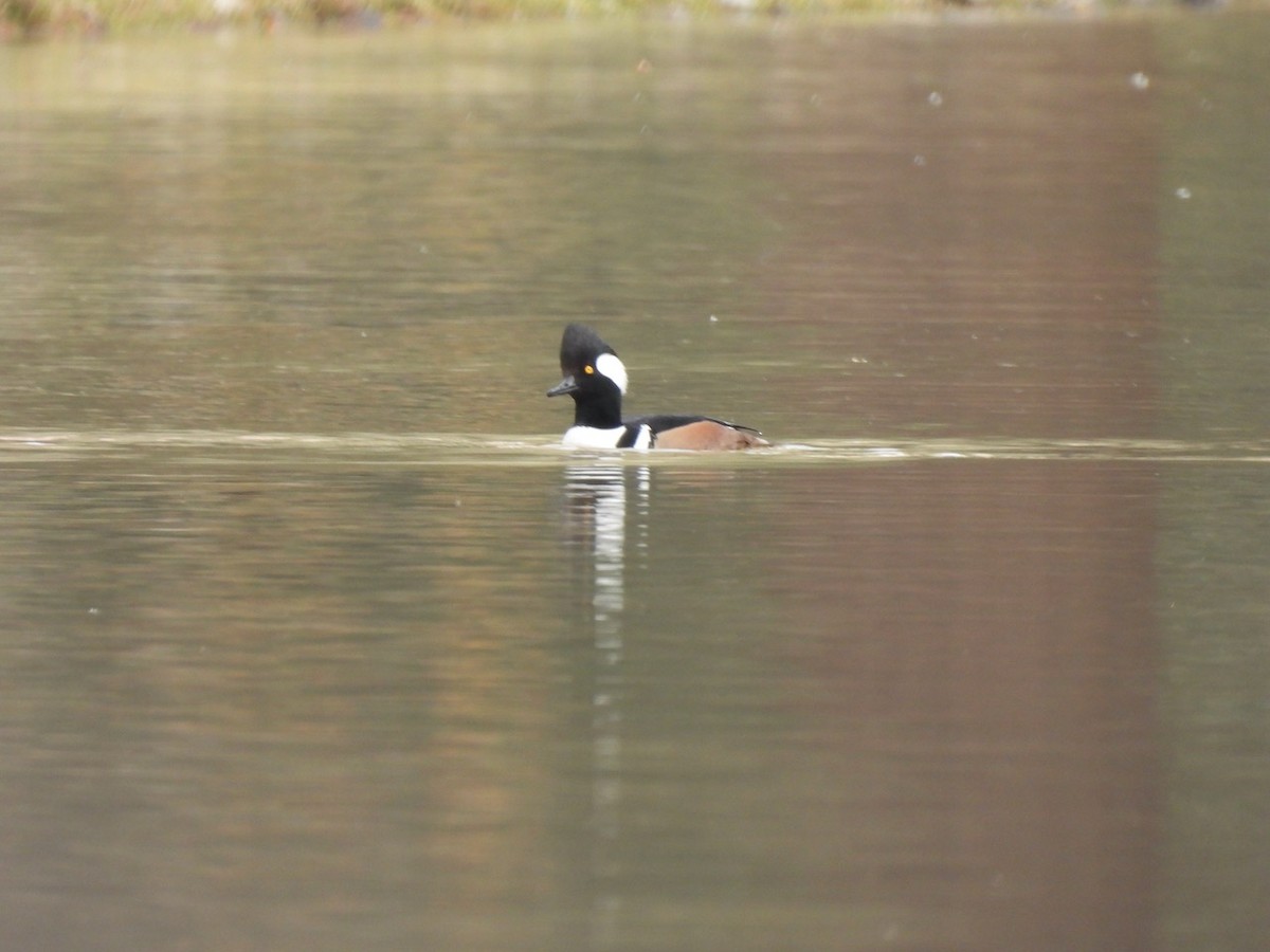 Hooded Merganser - ML612507421