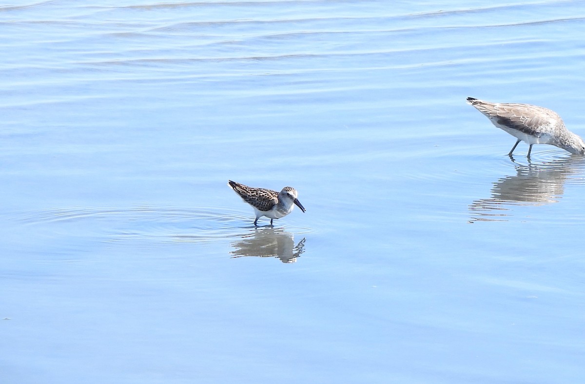 Western Sandpiper - ML612507435