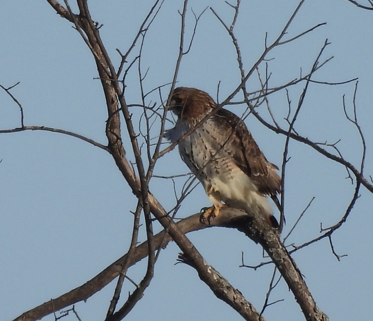 Red-tailed Hawk - ML612507444