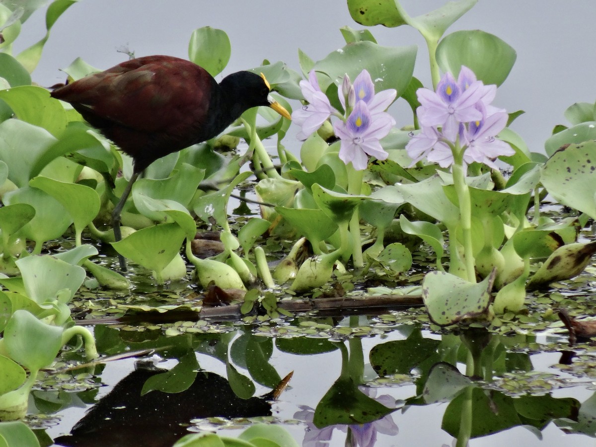 Northern Jacana - ML612507549