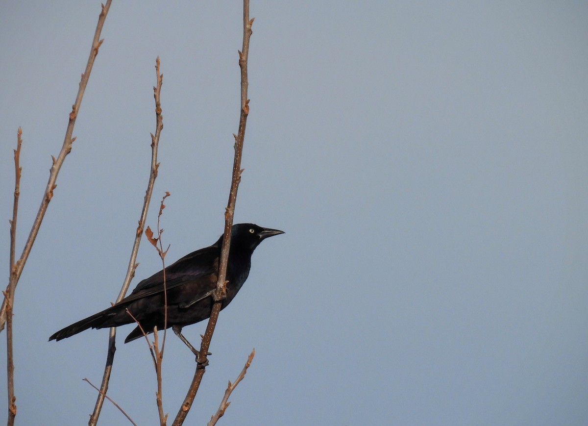 Common Grackle - ML612507591