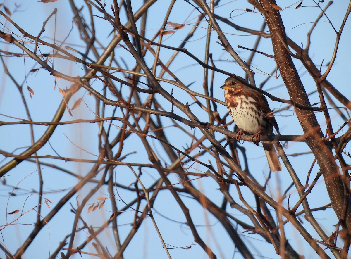 Fox Sparrow - ML612507606