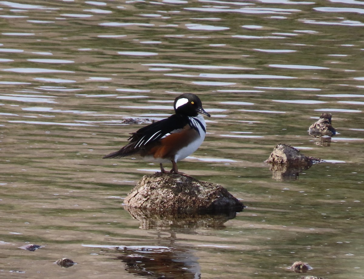 Hooded Merganser - ML612507628