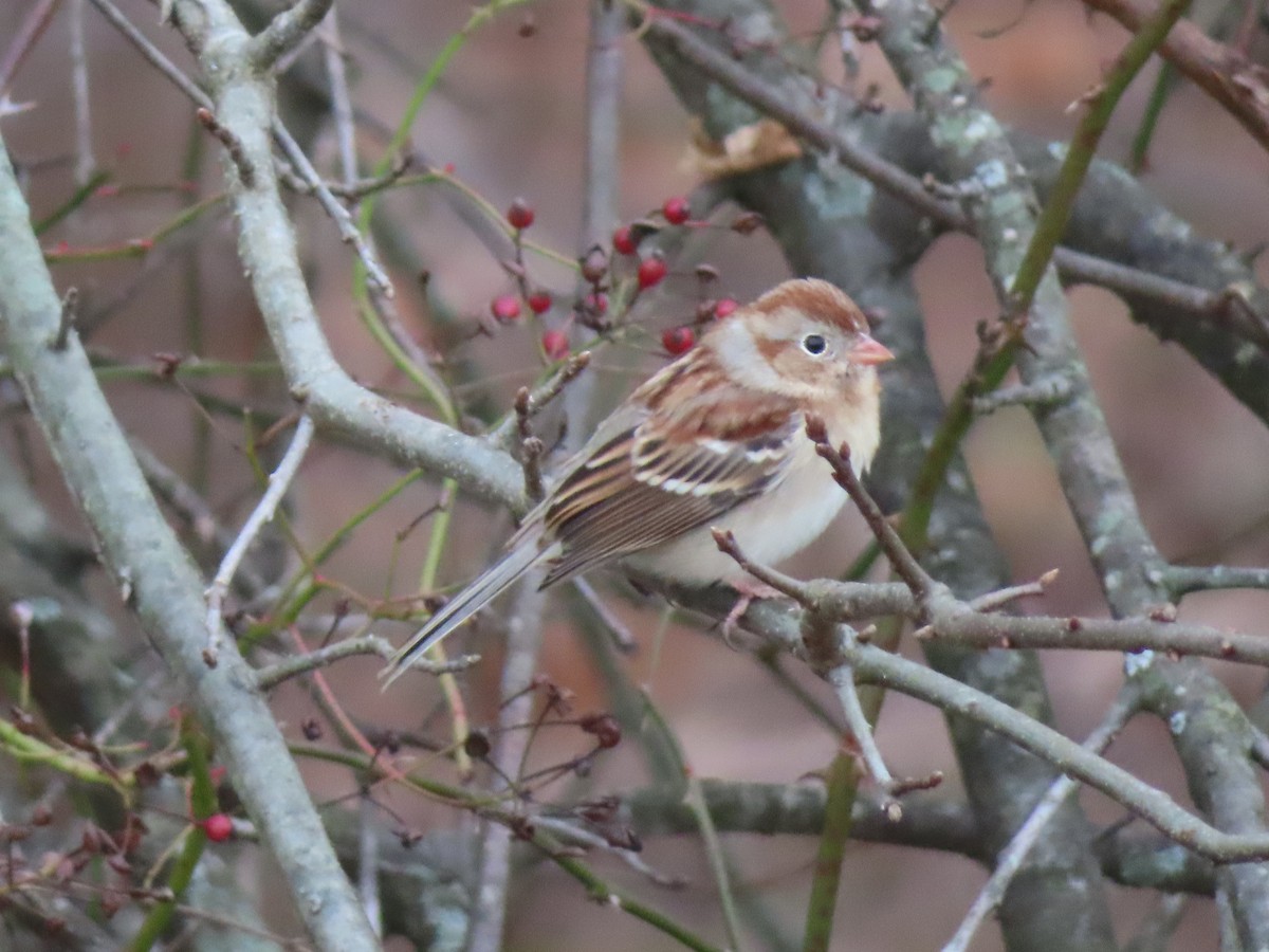 Field Sparrow - Ken Clark