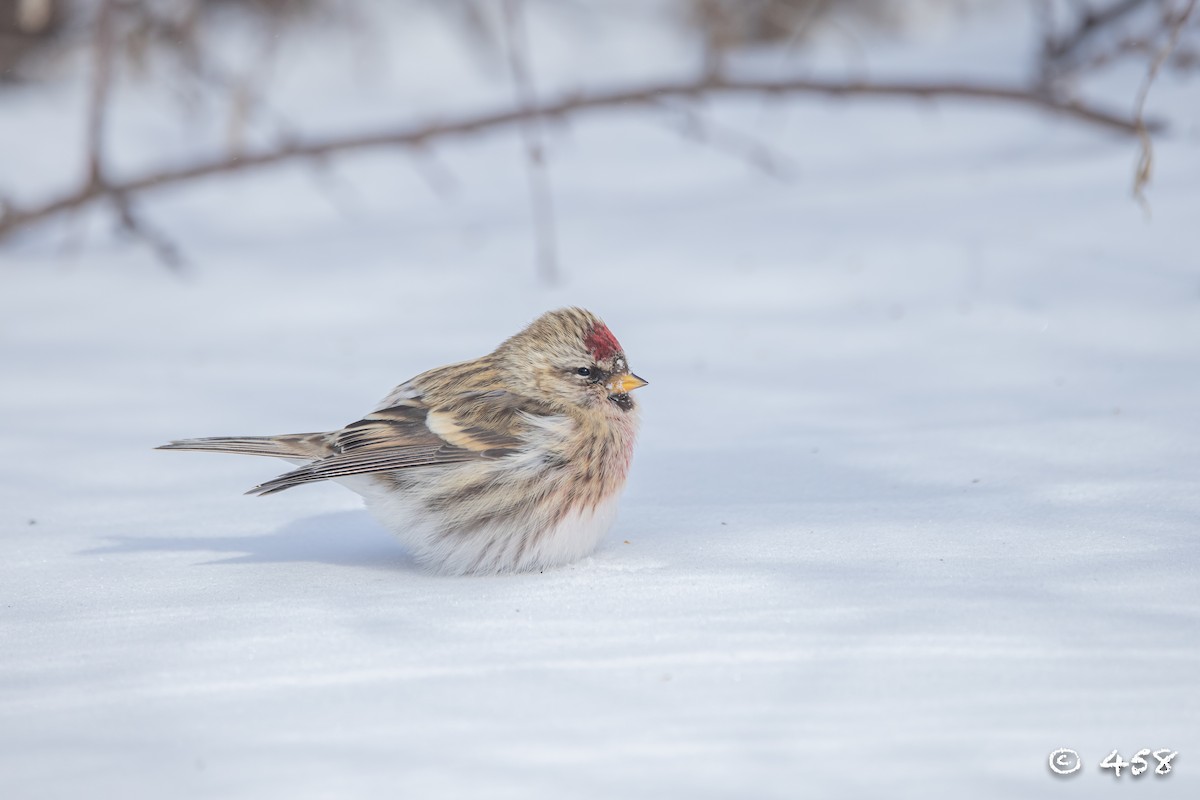 Redpoll (Common) - 大牙齿 458