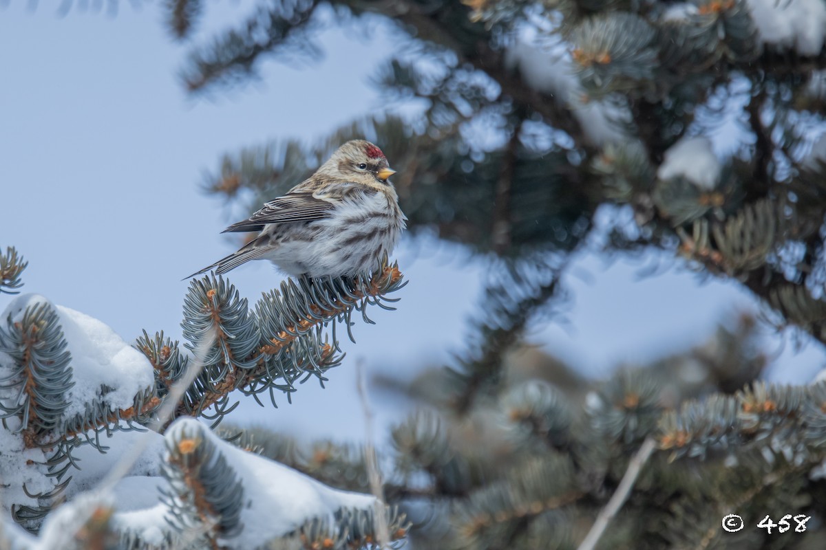 普通朱頂雀(flammea/rostrata/islandica) - ML612507784