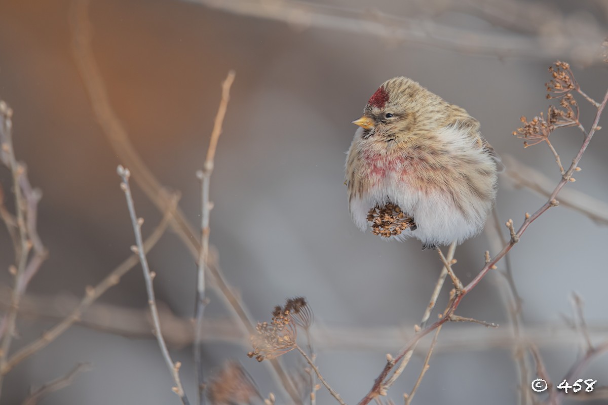 Common Redpoll - ML612507803