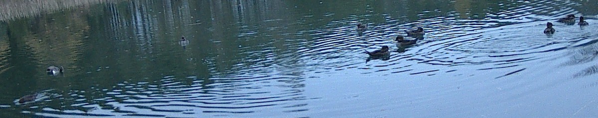 Hooded Merganser - ML612507914