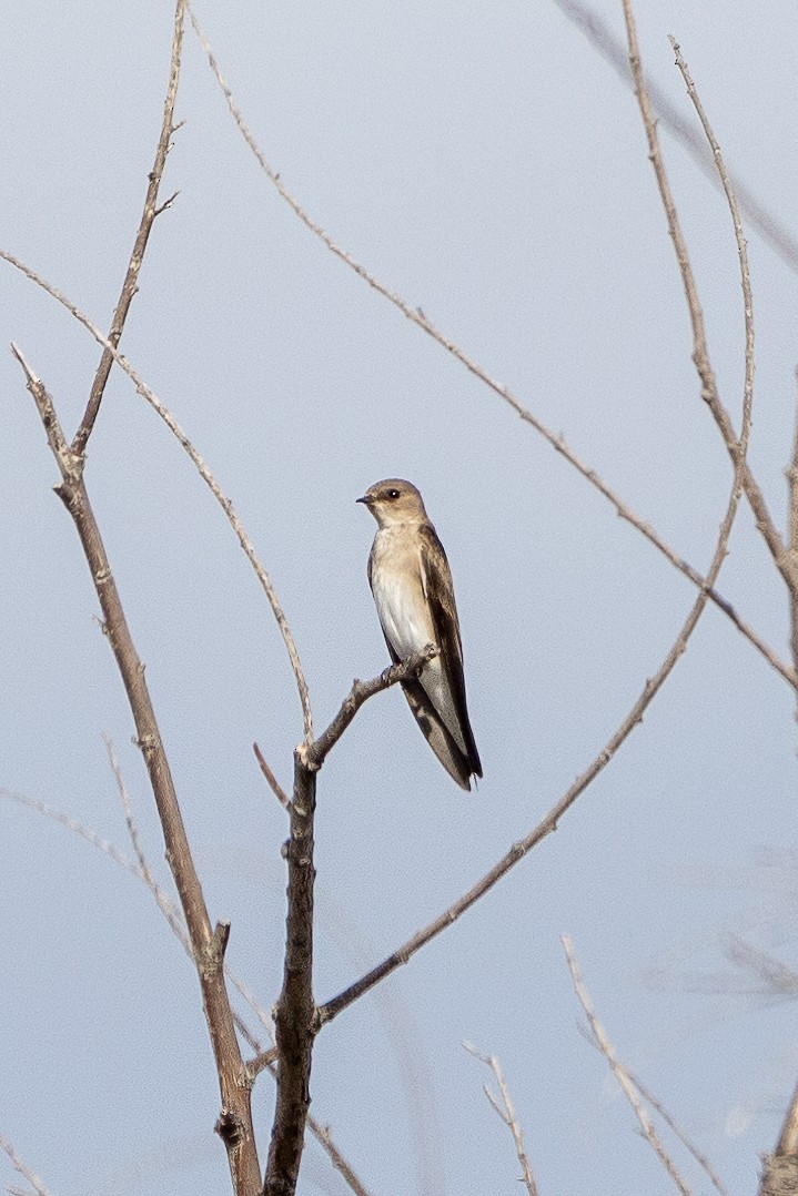 Northern Rough-winged Swallow - ML612507960