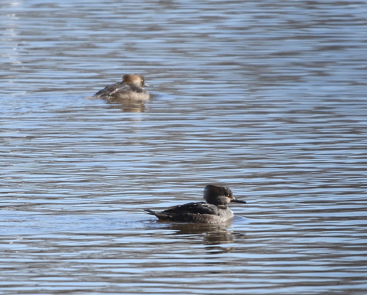 Hooded Merganser - ML612507964