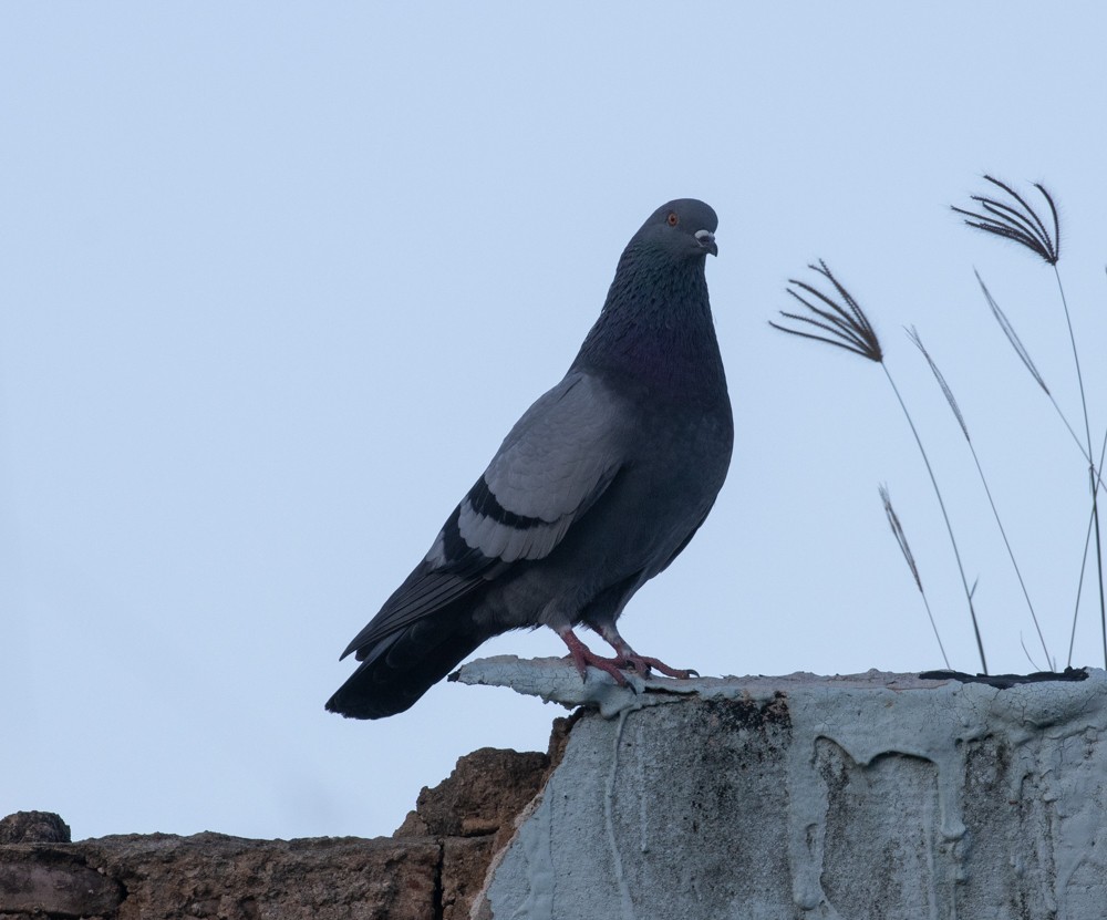 Rock Pigeon (Feral Pigeon) - ML612507973