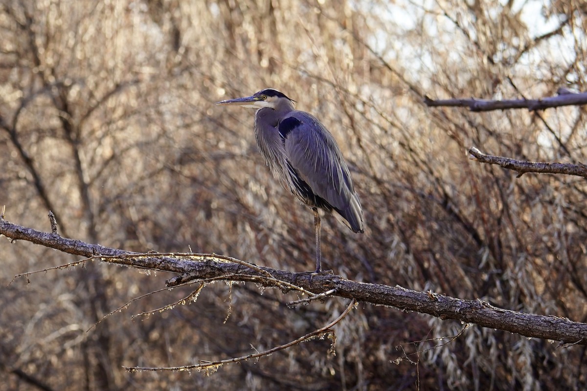 Great Blue Heron - ML612507981