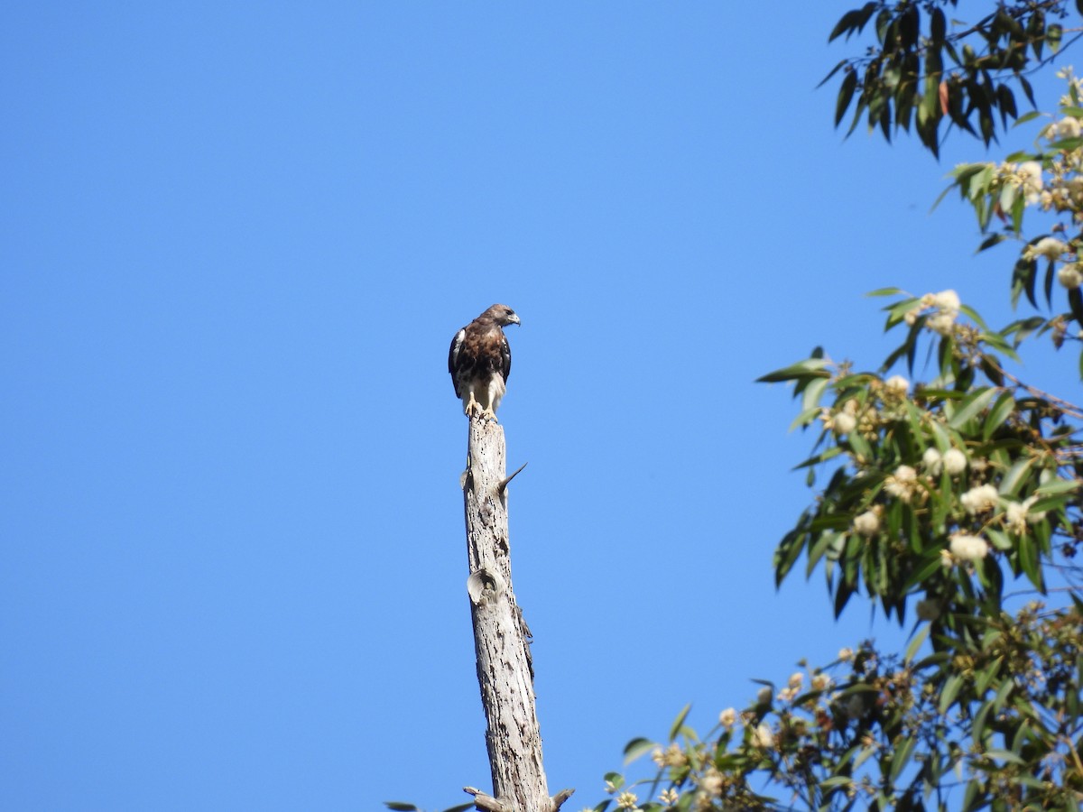 Red-tailed Hawk (jamaicensis) - Heather Bullock