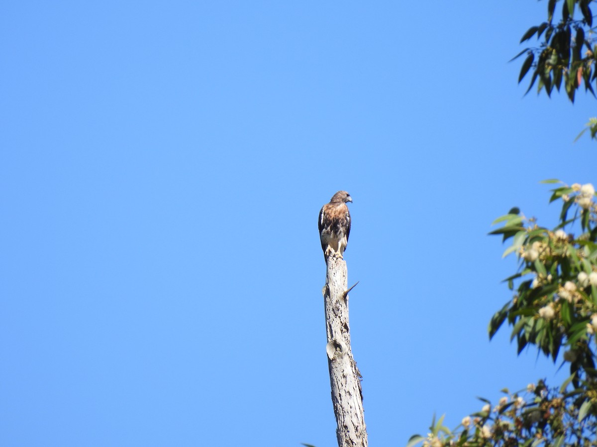 Rotschwanzbussard (jamaicensis) - ML612508029