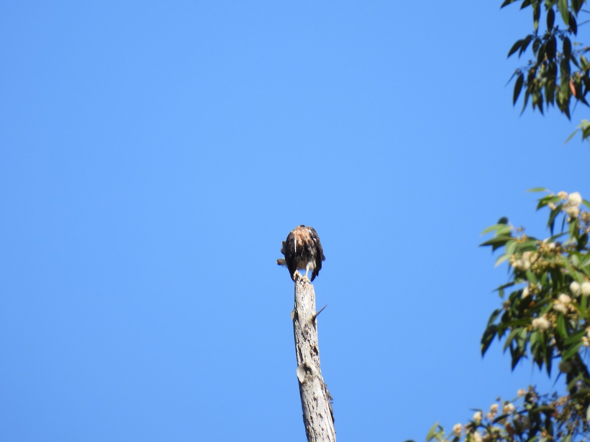 káně rudochvostá (ssp. jamaicensis) - ML612508030