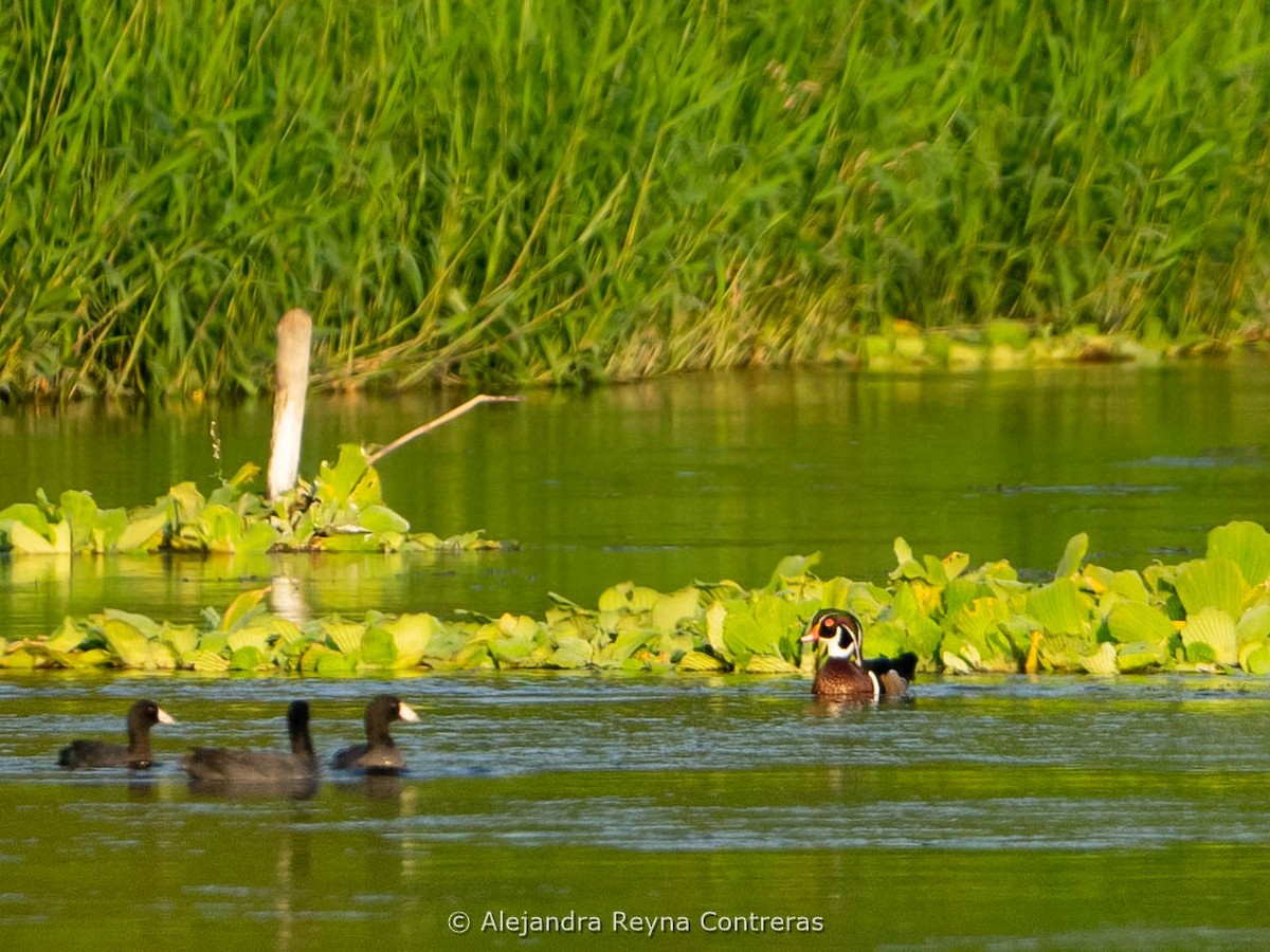 Wood Duck - ML612508073