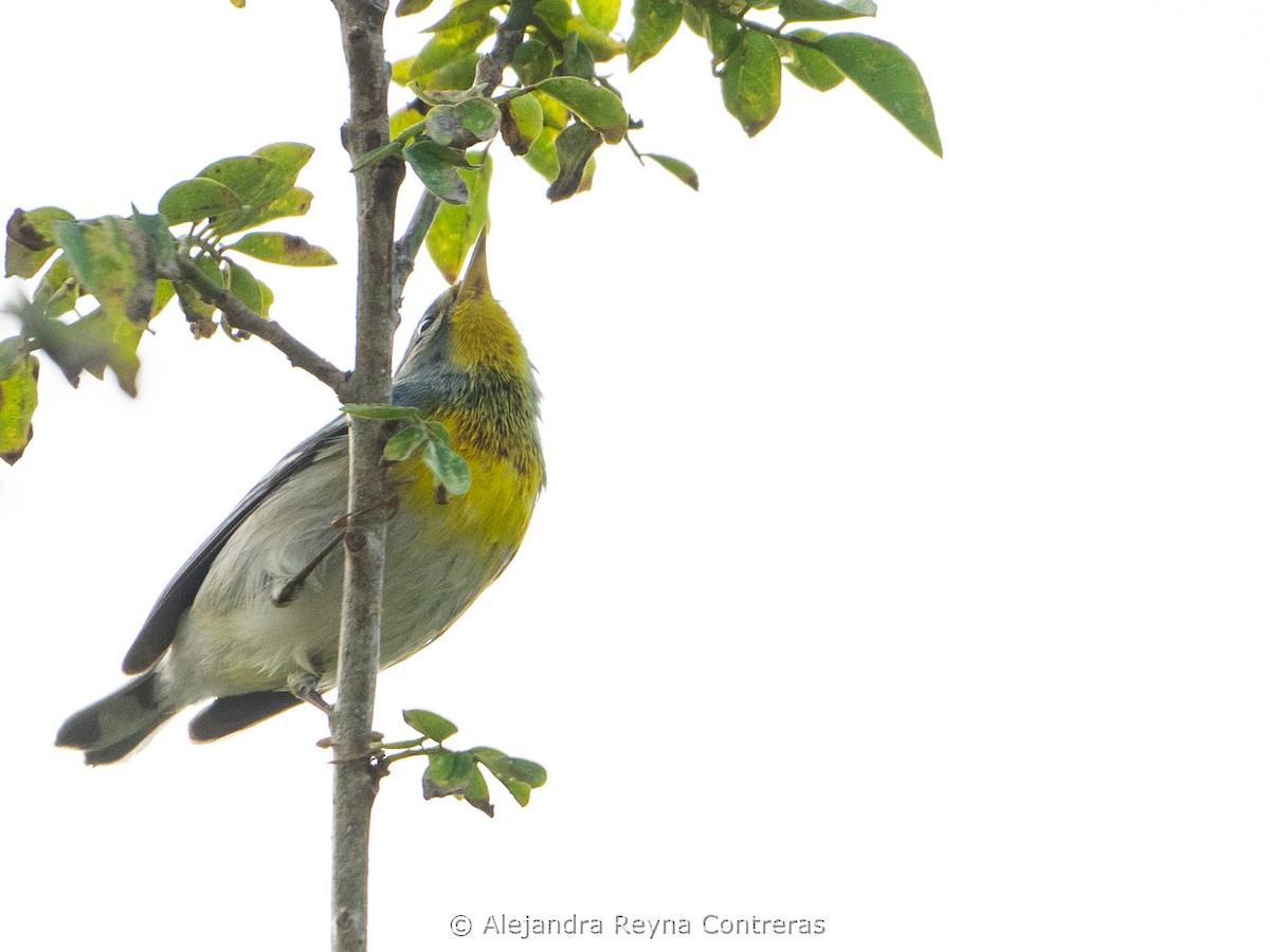 Northern Parula - ML612508089