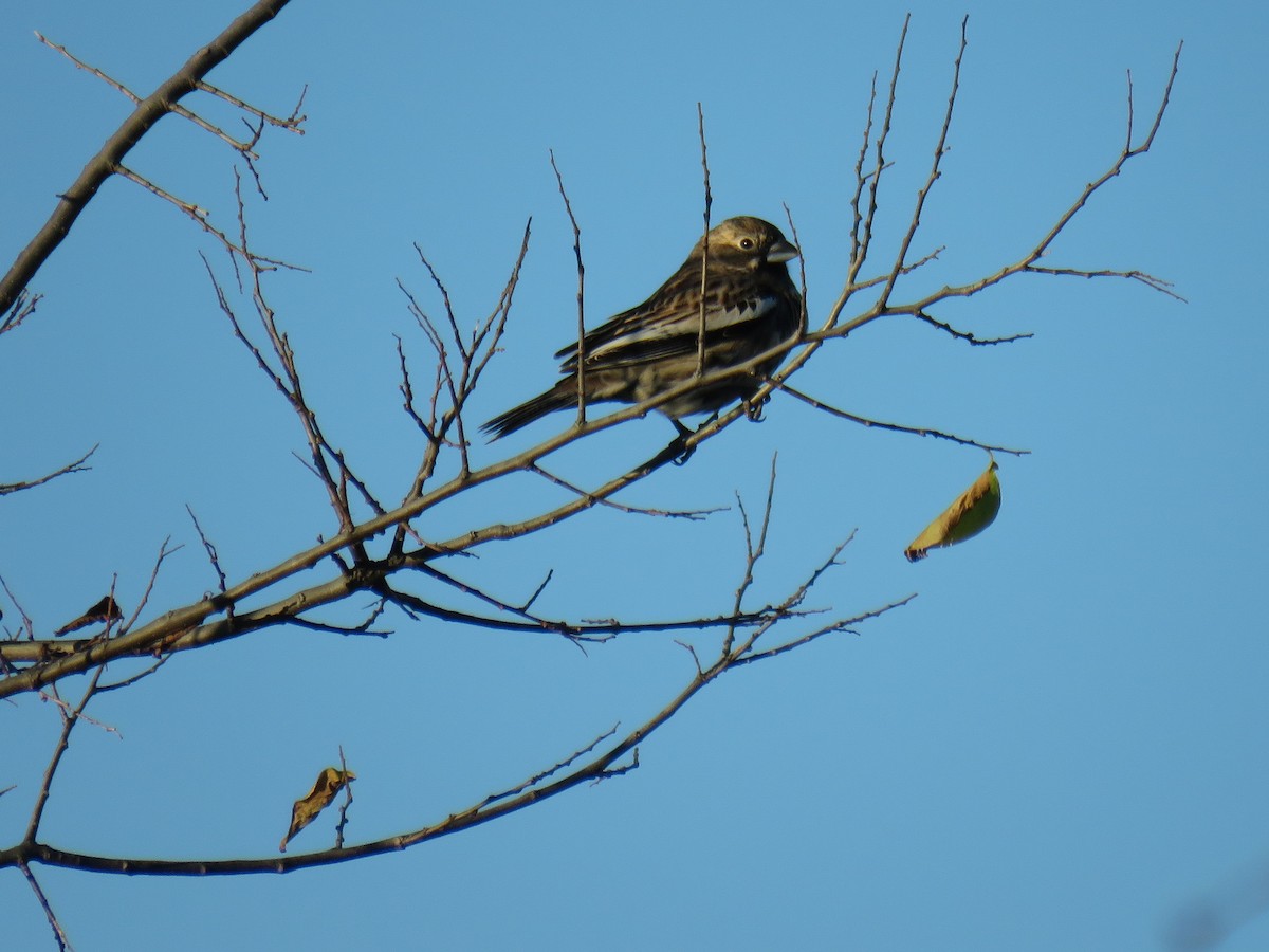 Lark Bunting - ML612508191