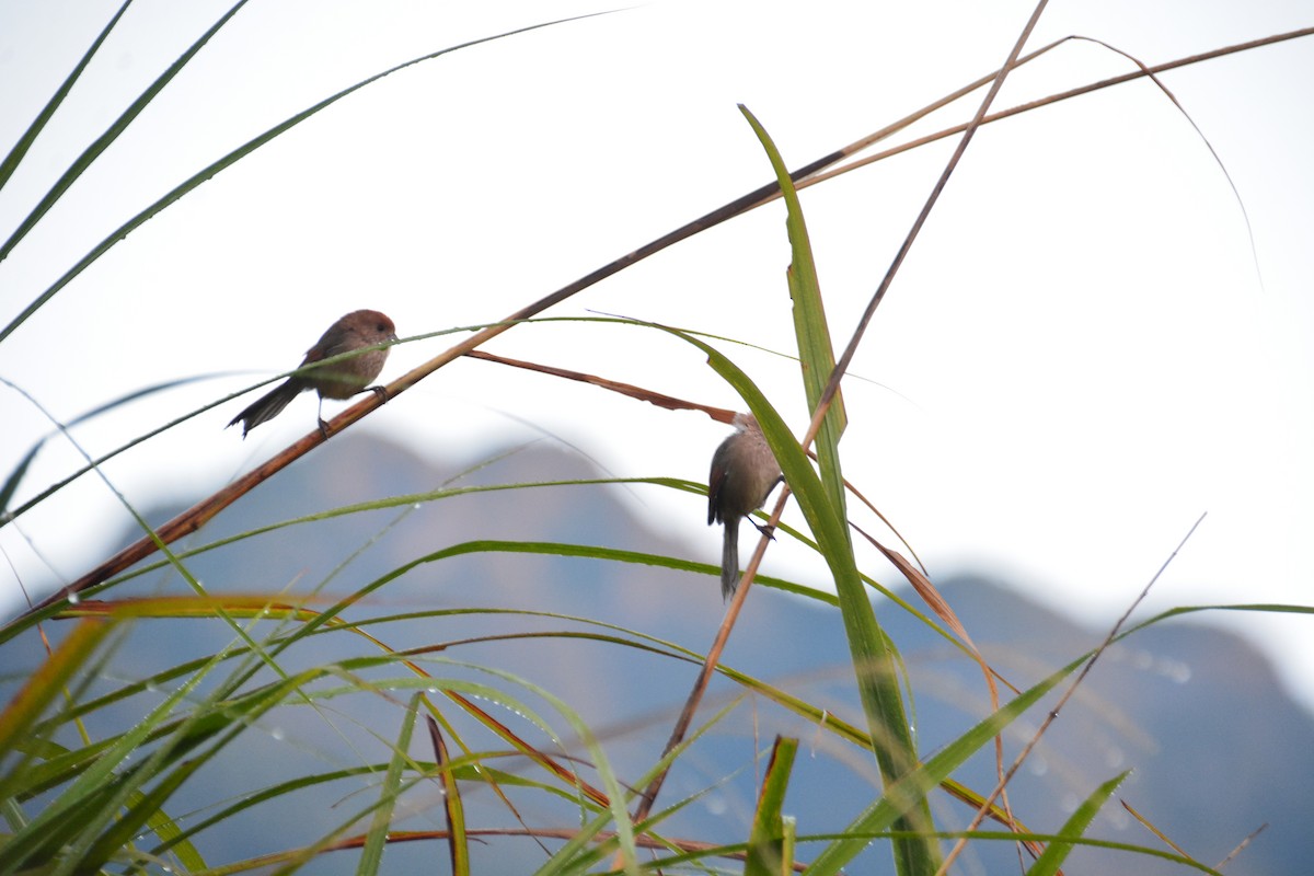 Vinous-throated Parrotbill - ML612508194
