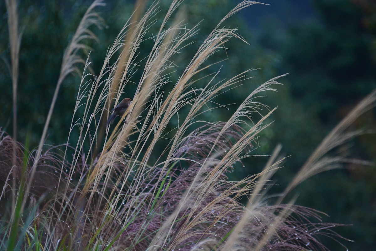 Vinous-throated Parrotbill - ML612508196
