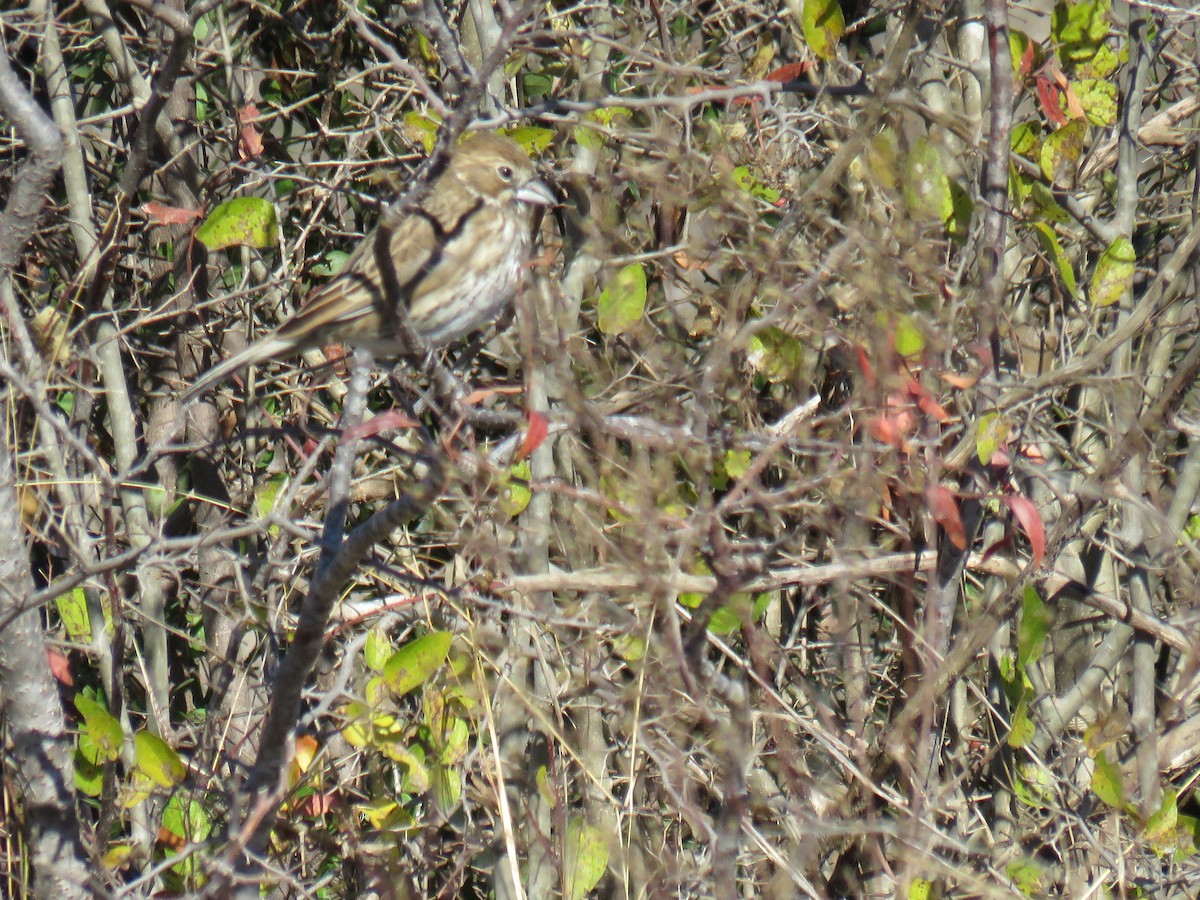 Lark Bunting - ML612508198