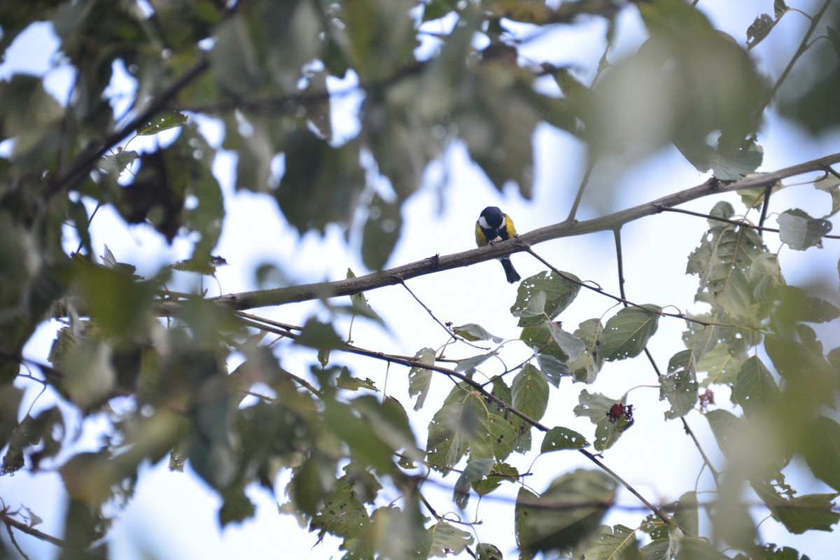 Green-backed Tit - ML612508237