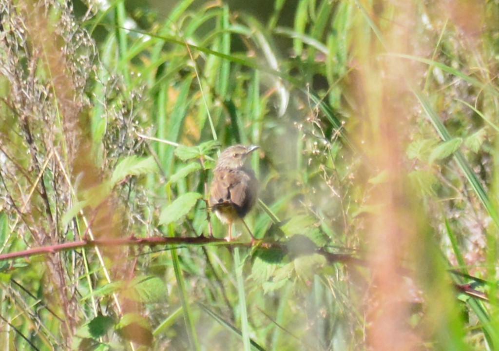 Striped Prinia - ML612508239