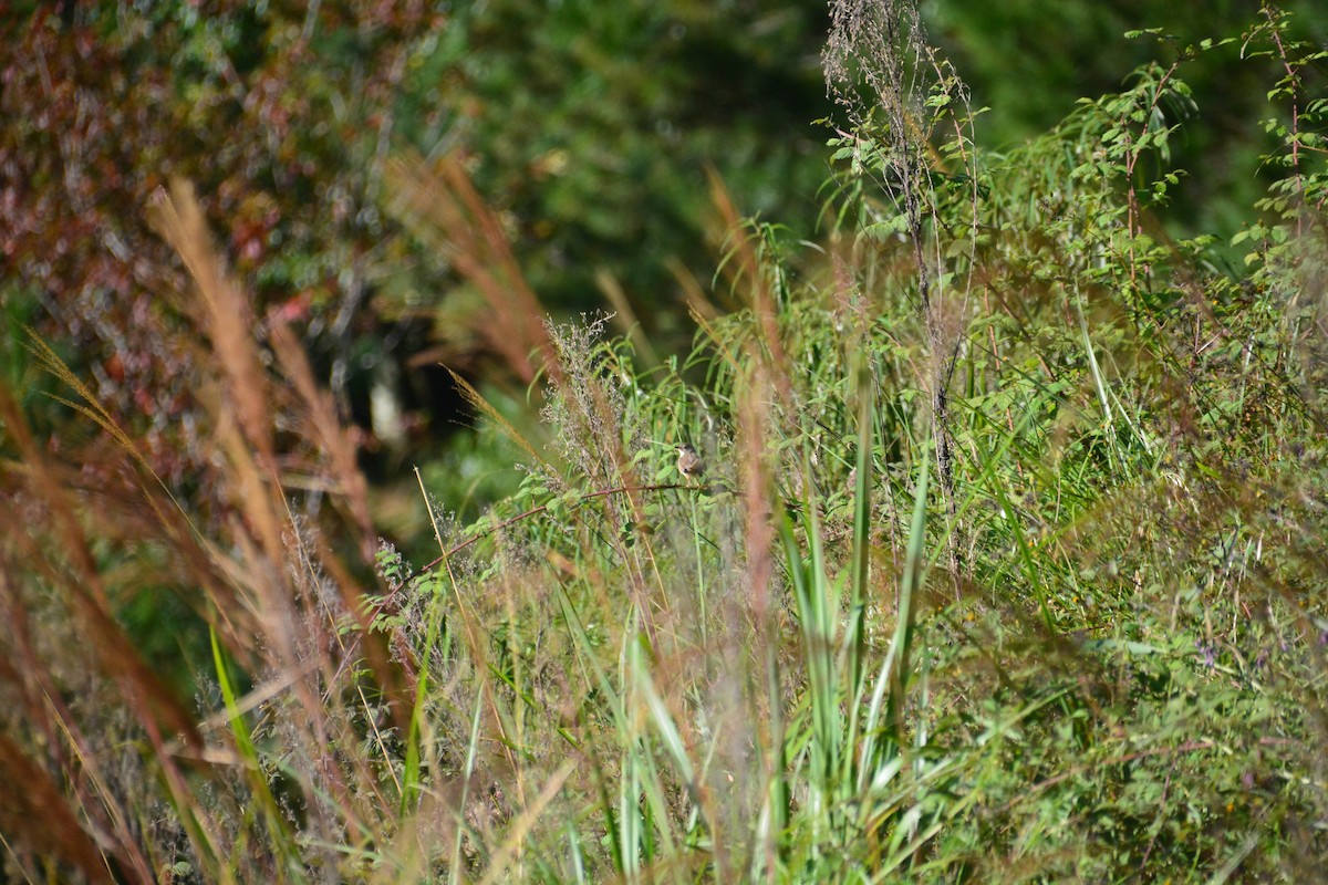 Striped Prinia - ML612508245