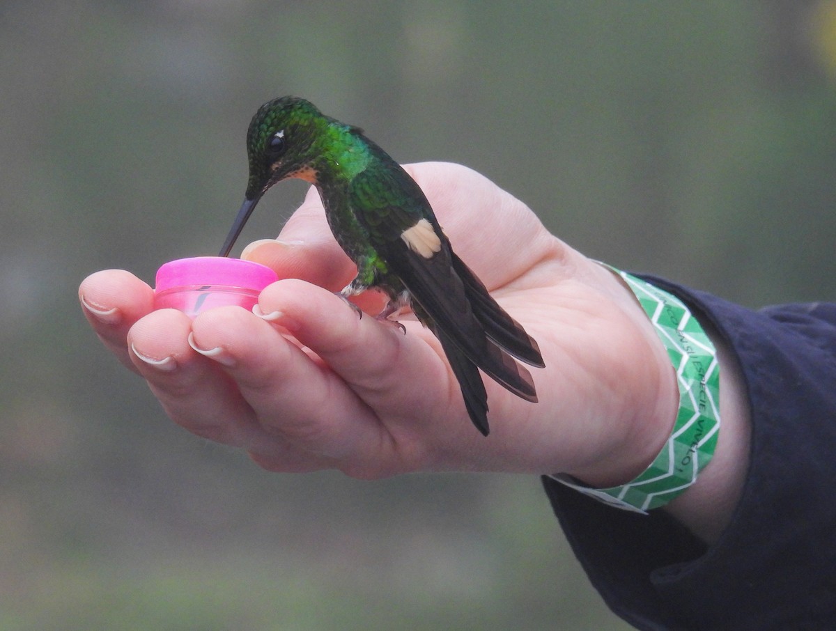 Buff-winged Starfrontlet - ML612508254