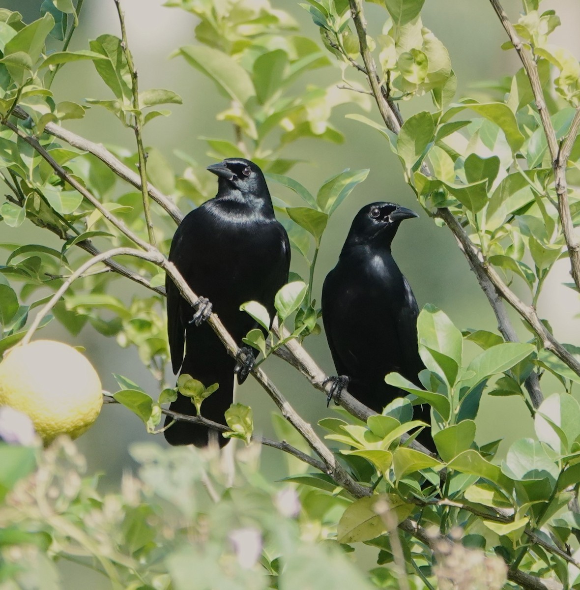 Cuban Blackbird - ML612508330