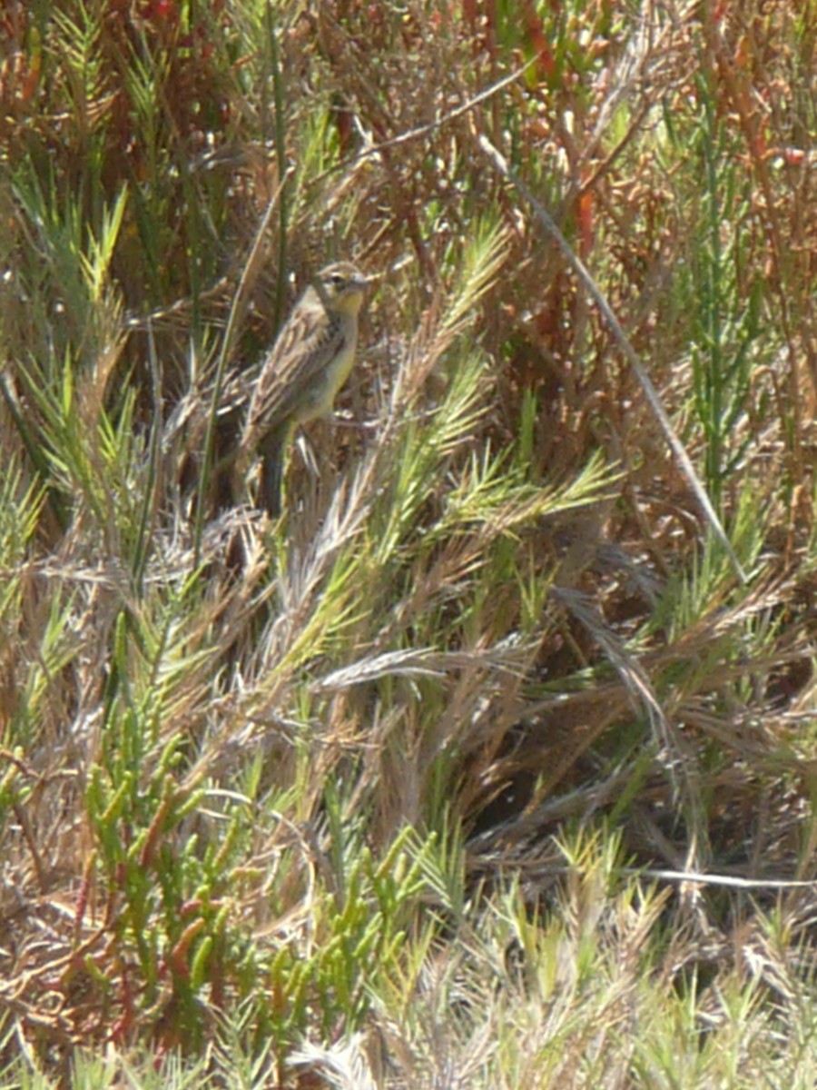 Grassland Yellow-Finch - Pierina A. Bermejo