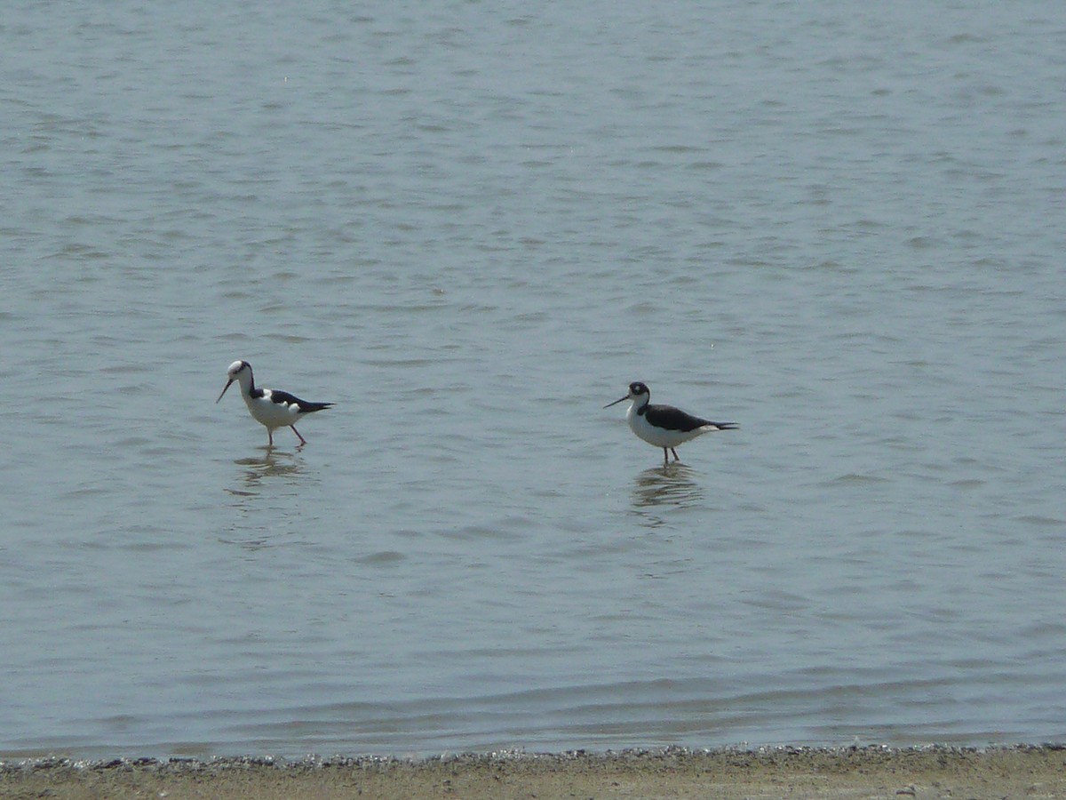 Black-necked Stilt (Black-necked) - ML612508373