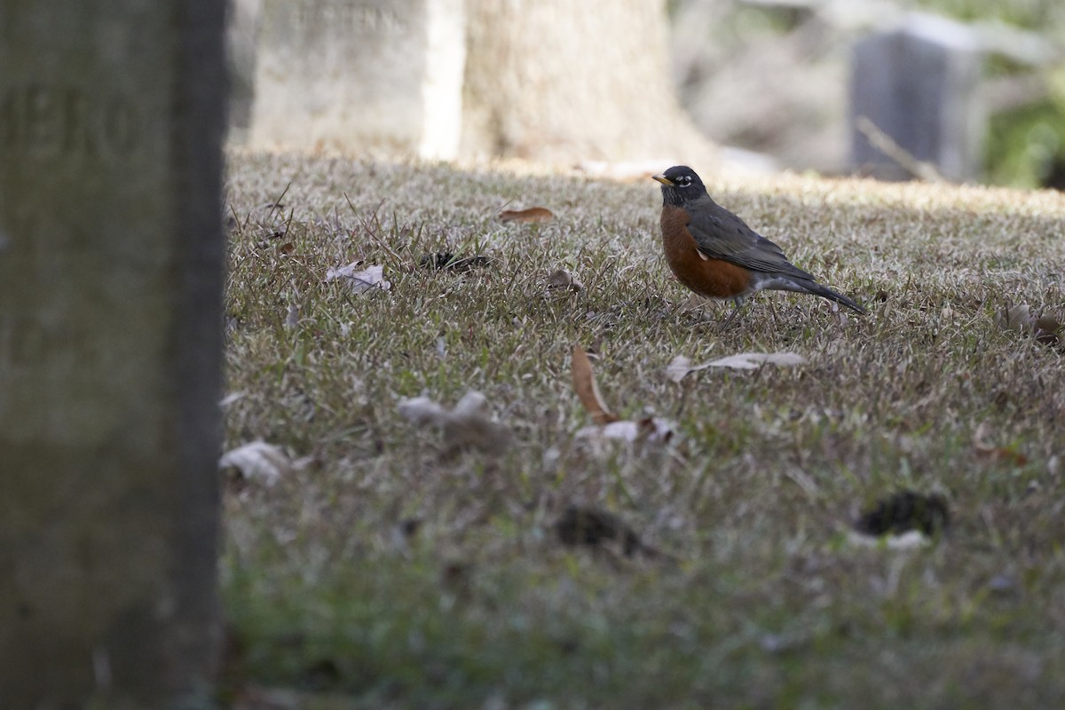 American Robin - ML612508427