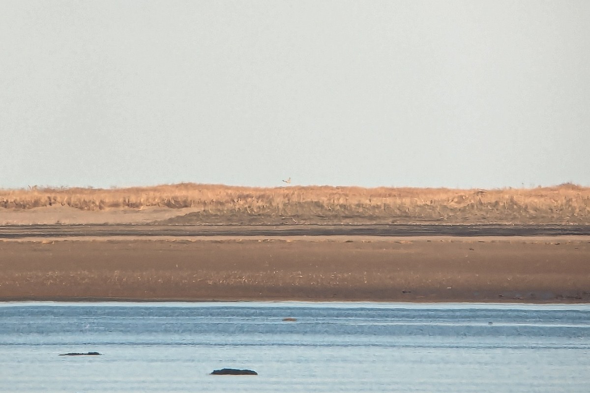 Short-eared Owl - ML612508451