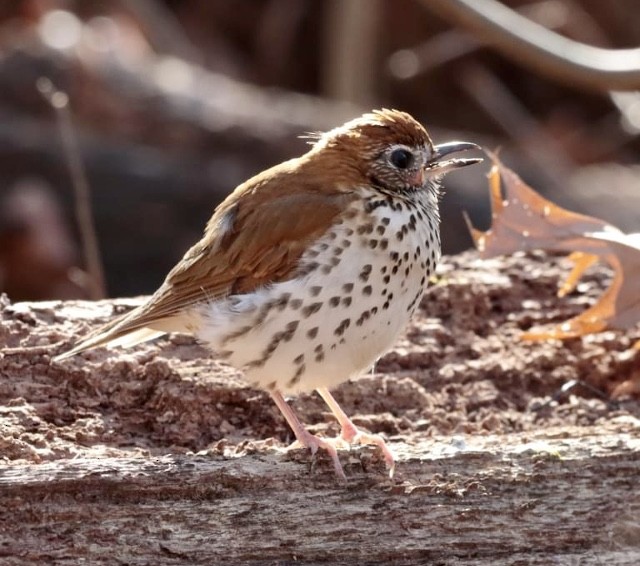Wood Thrush - ML612508520