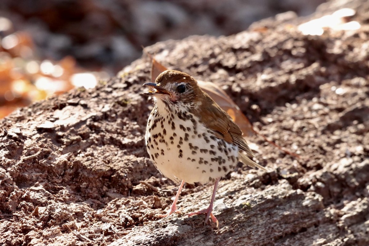 Wood Thrush - ML612508521