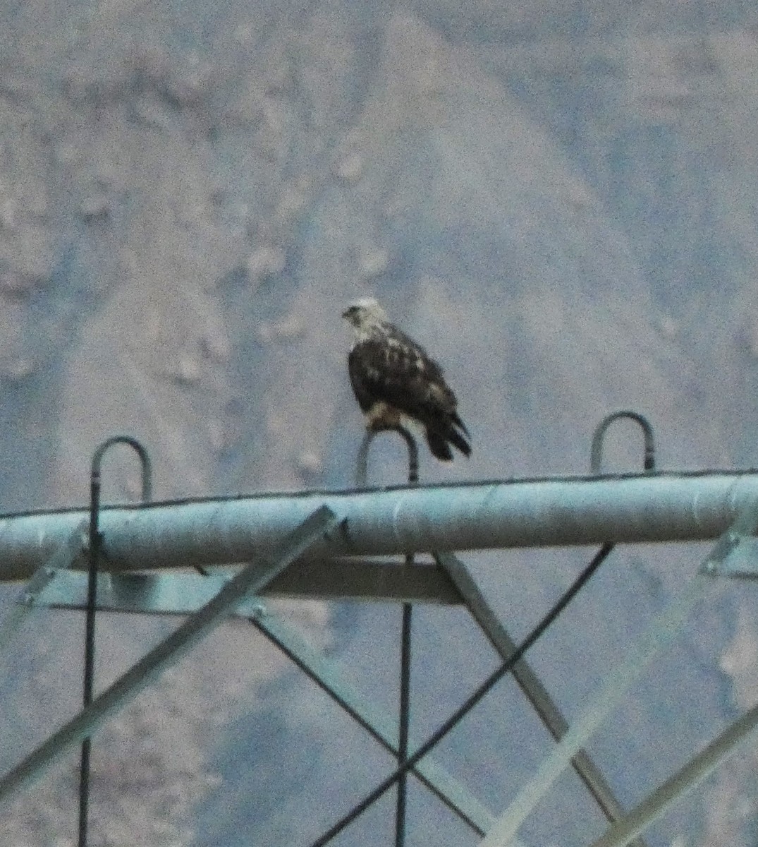 Rough-legged Hawk - ML612508572