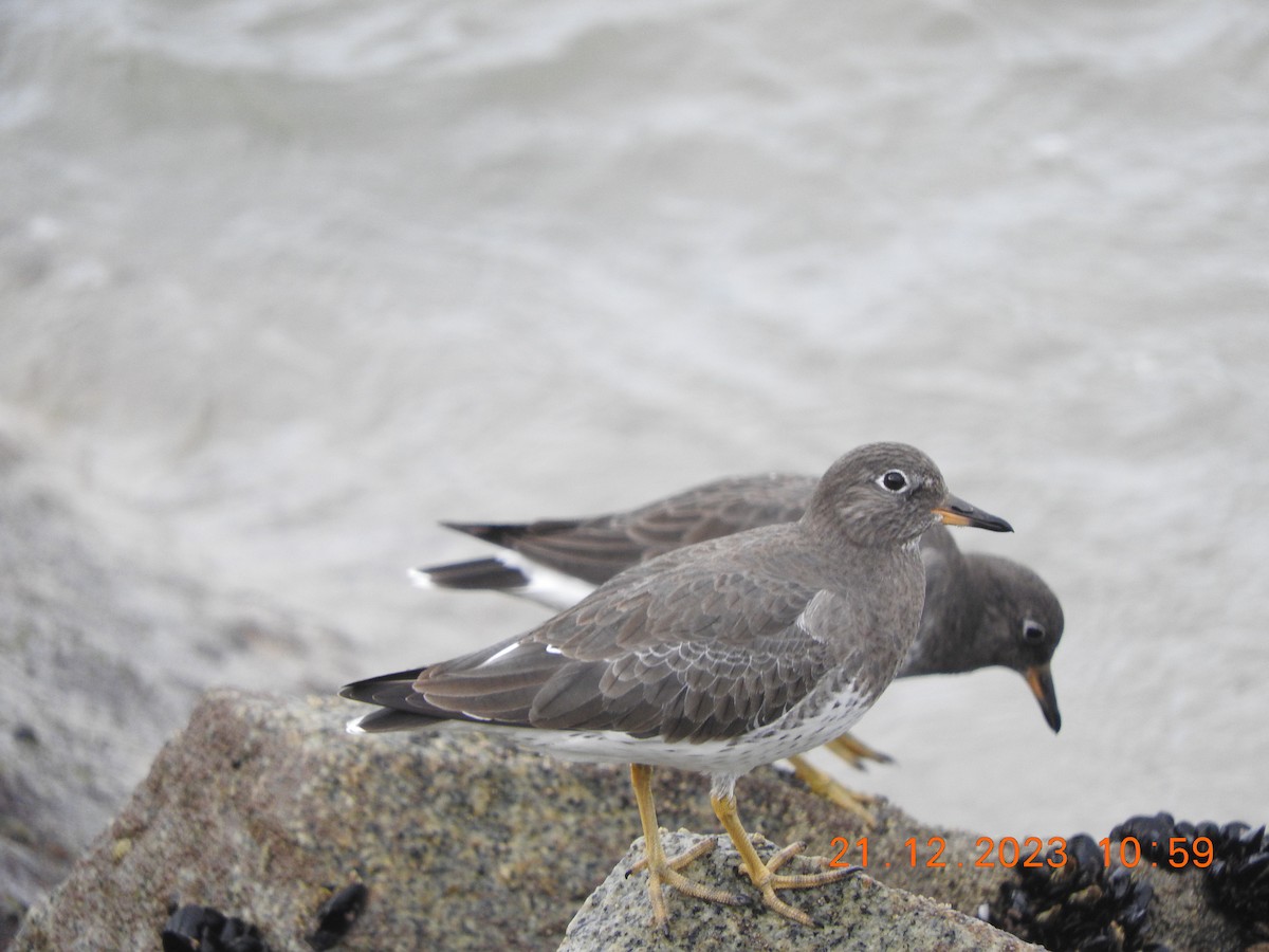 Surfbird - Peter Ginsburg