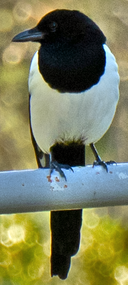 Eurasian Magpie - johnny powell