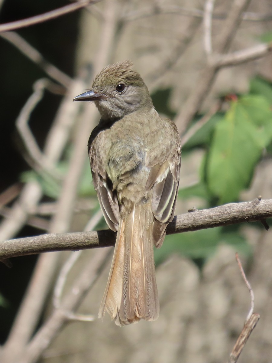 Great Crested Flycatcher - ML612508624