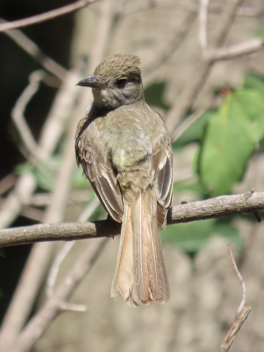 Great Crested Flycatcher - ML612508625