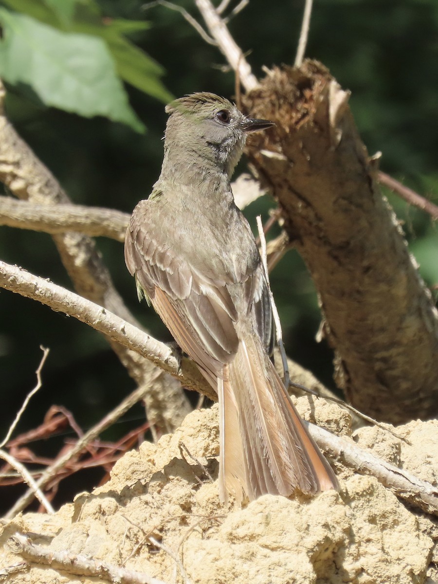 Great Crested Flycatcher - ML612508626