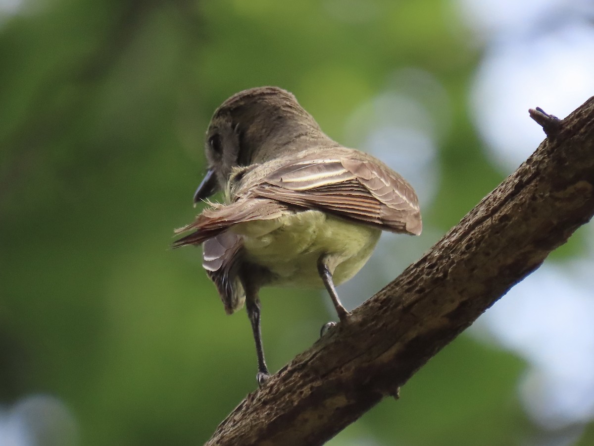 Great Crested Flycatcher - ML612508631