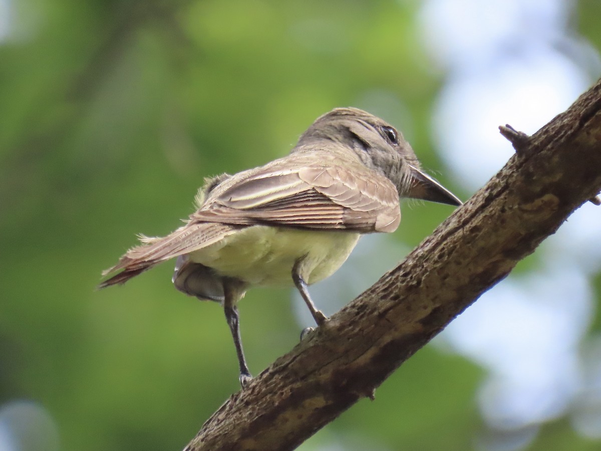 Great Crested Flycatcher - ML612508632