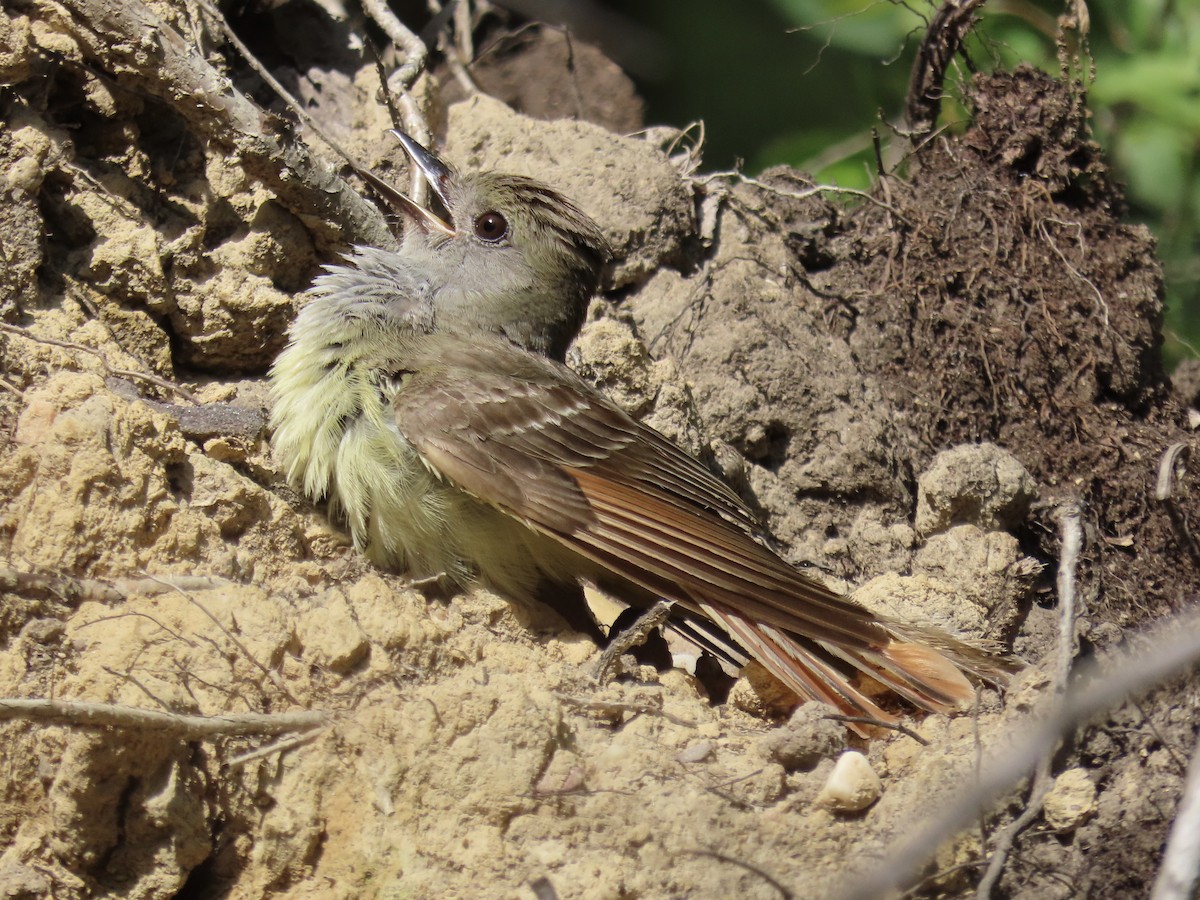 Great Crested Flycatcher - ML612508637