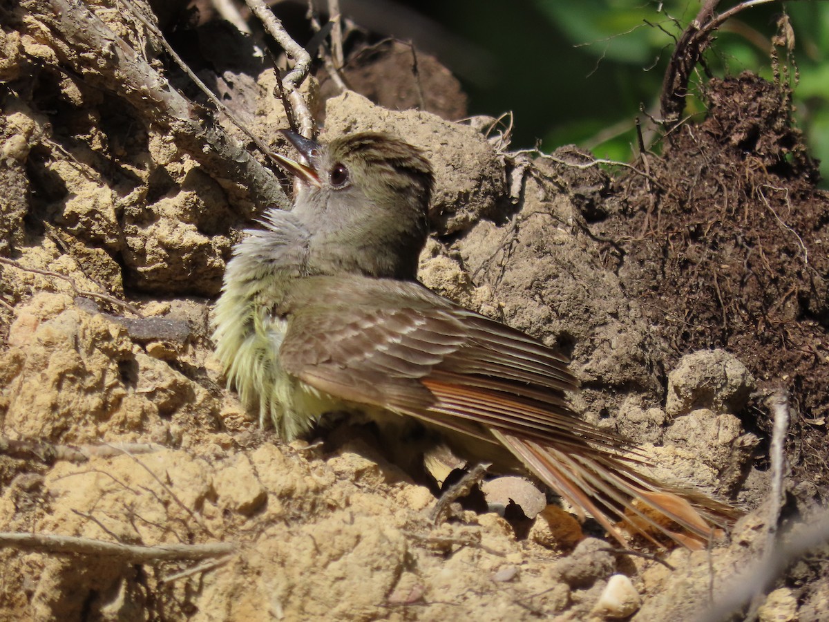 Great Crested Flycatcher - ML612508638
