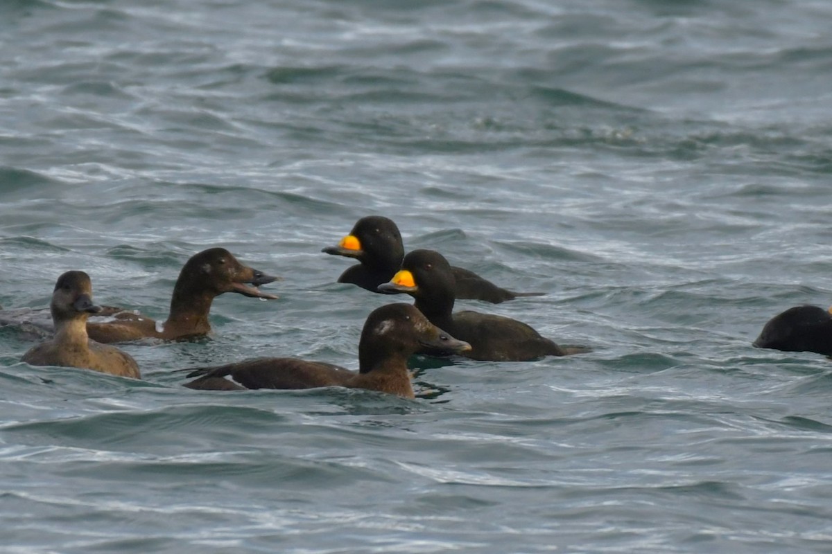 Black Scoter - Kelly Kirkpatrick